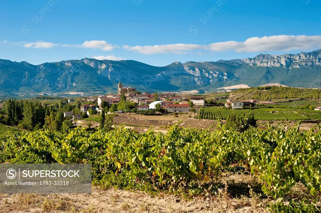 Vineyards And View Of Laguardia, Basque Country, Spain