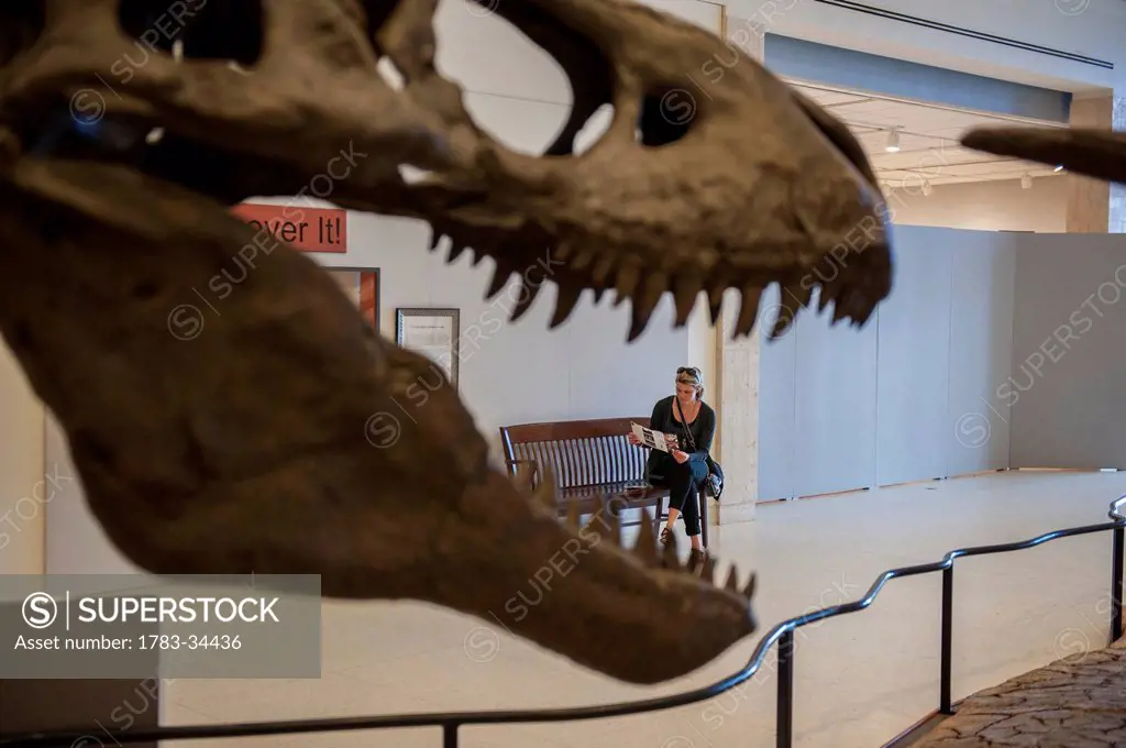 Tyrannosaurus Rex, Museum Of Texas Tech, Lubbock, Texas, Usa