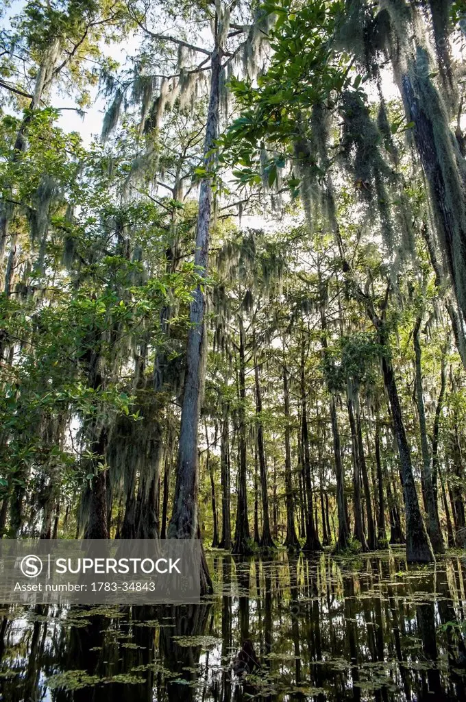 Usa, Louisiana, Swamp Landscape; Breaux Bridge