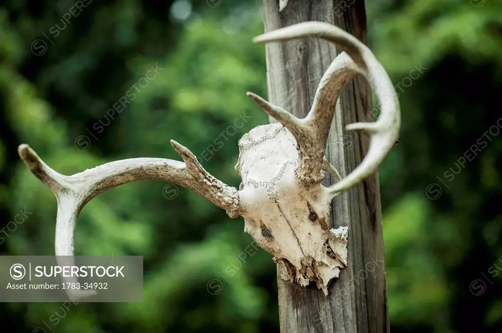 Usa, Mississippi, Abandoned Antlers In Ghost City Of Rodney; Rodney
