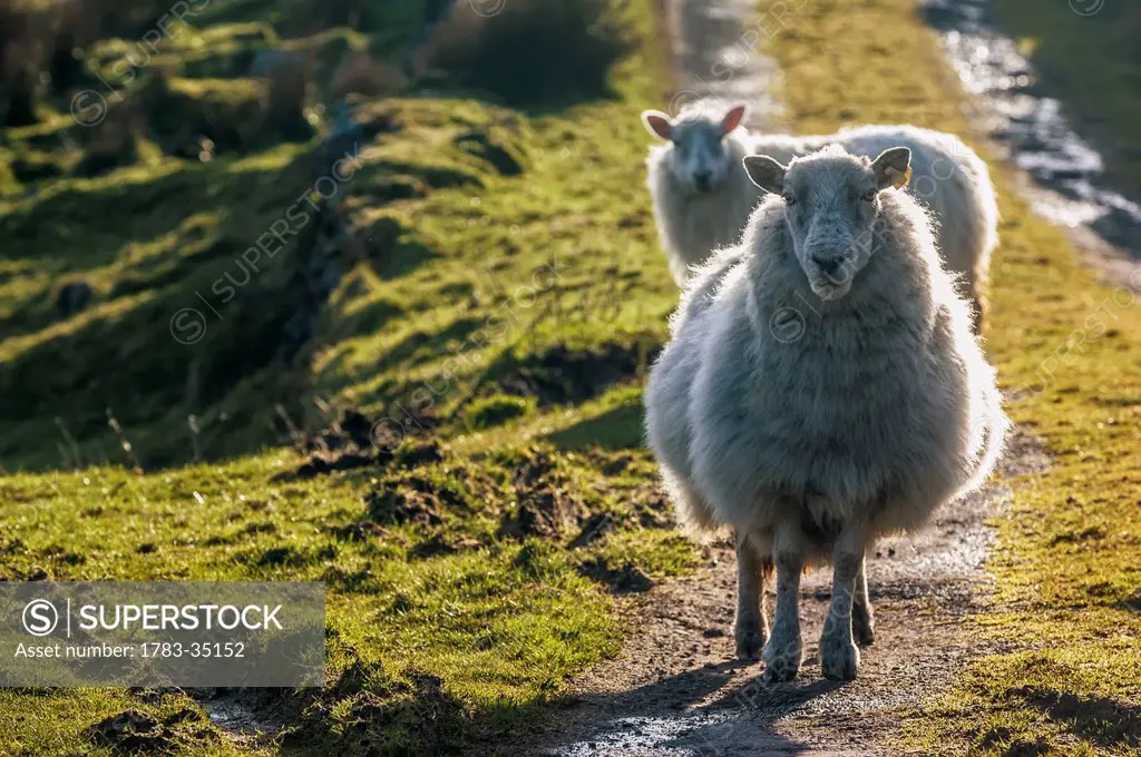 Uk, Ireland, County Kerry, Sheep Walking On Path; Ballinskelligs