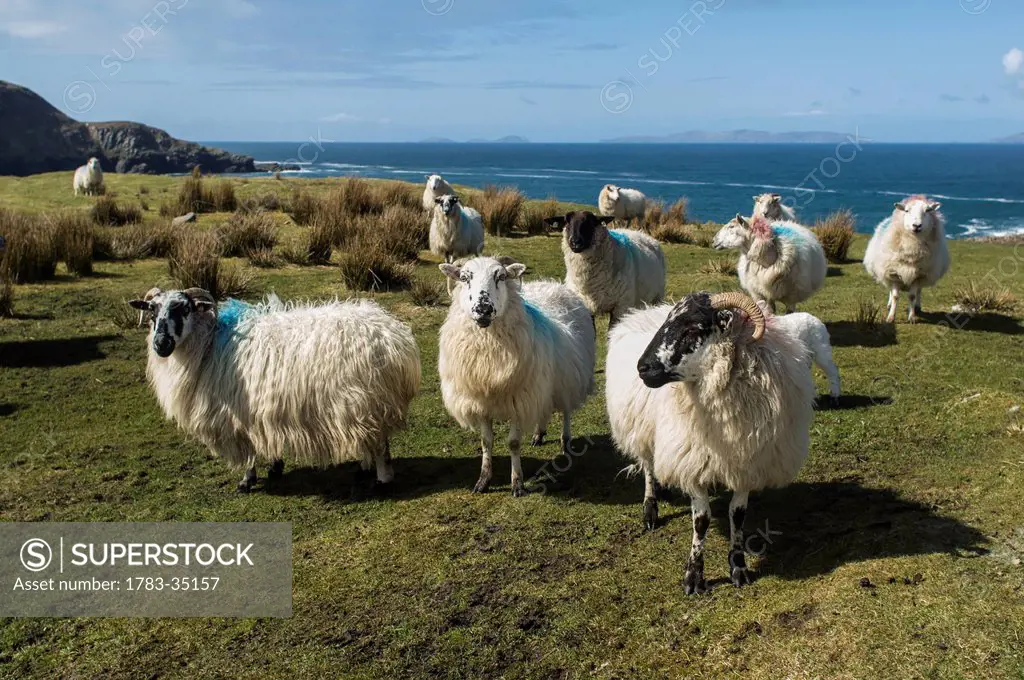 Uk, Ireland, County Kerry, Sheep In Field; Cahersiveen