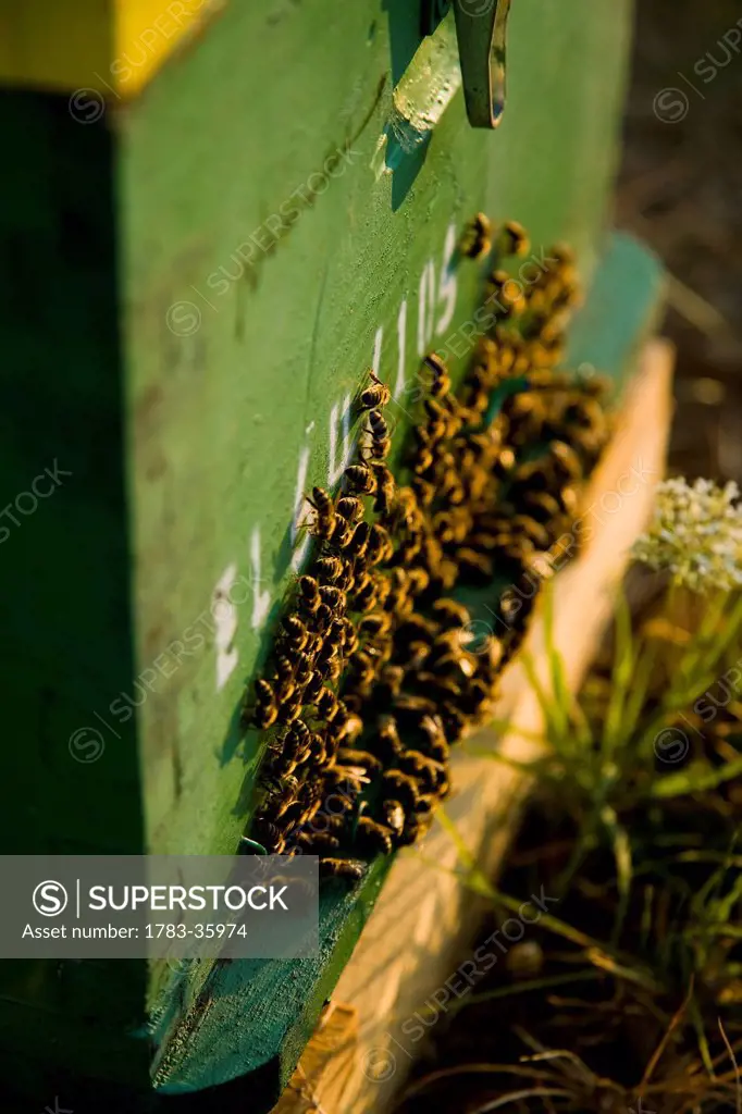 Bees clustered together on the outside of the hive entrance; ierissos halkidiki greece