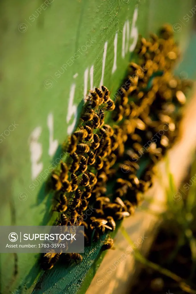 Bees clustered together on the outside of the hive entrance; ierissos halkidiki greece