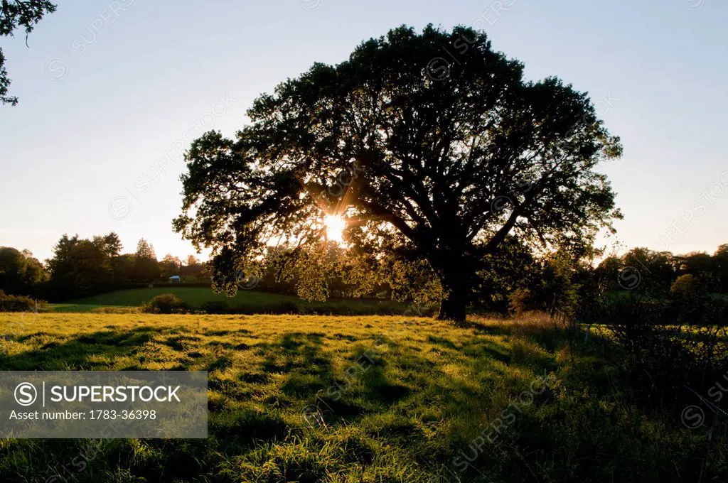 Oak Tree Against Sunlight In Surrey, England, Uk, Europe