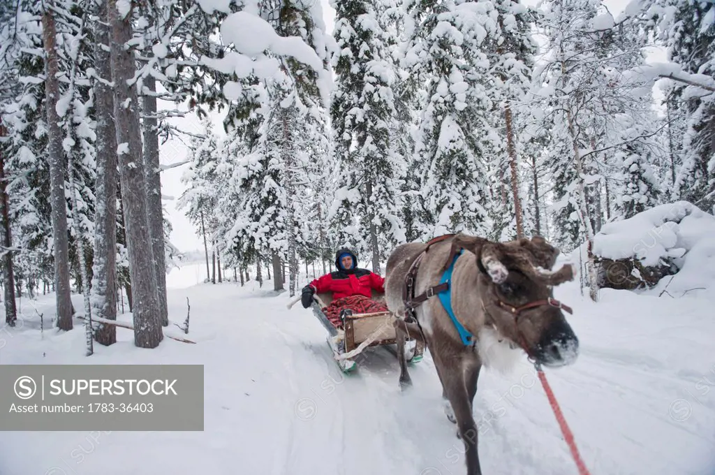 Man Having A Reindeer Sleigh Ride In Ounaskievari Reindeer Farm, Levi, Lapland, Finland