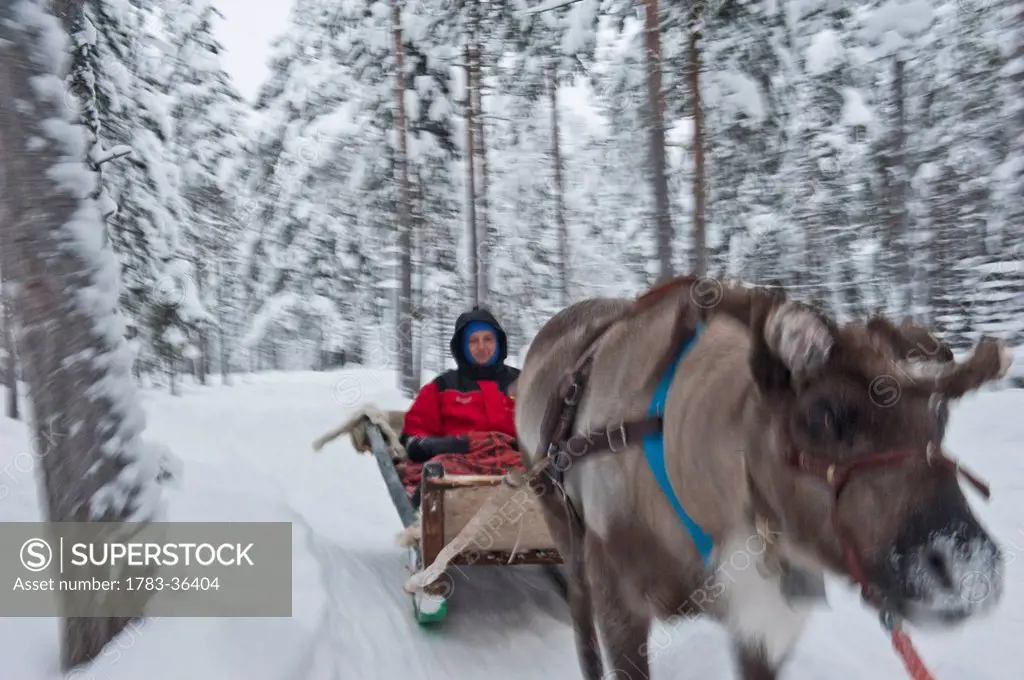Person Having Reindeer Sleigh Ride In Ounaskievari Reindeer Farm, Levi, Lapland, Finland