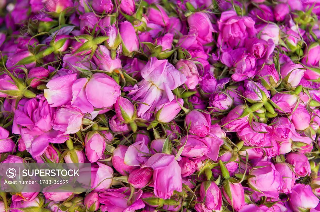 Morocco, Pile of rose buds; Valley of Roses