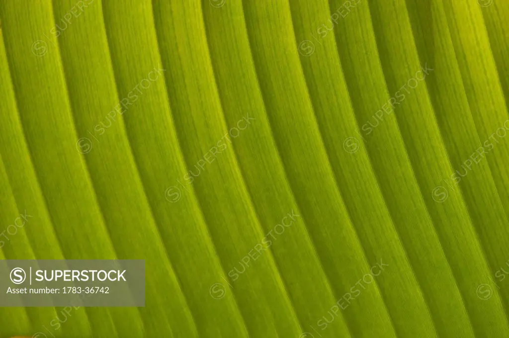 Morocco, Detail of leaf; Marrakech