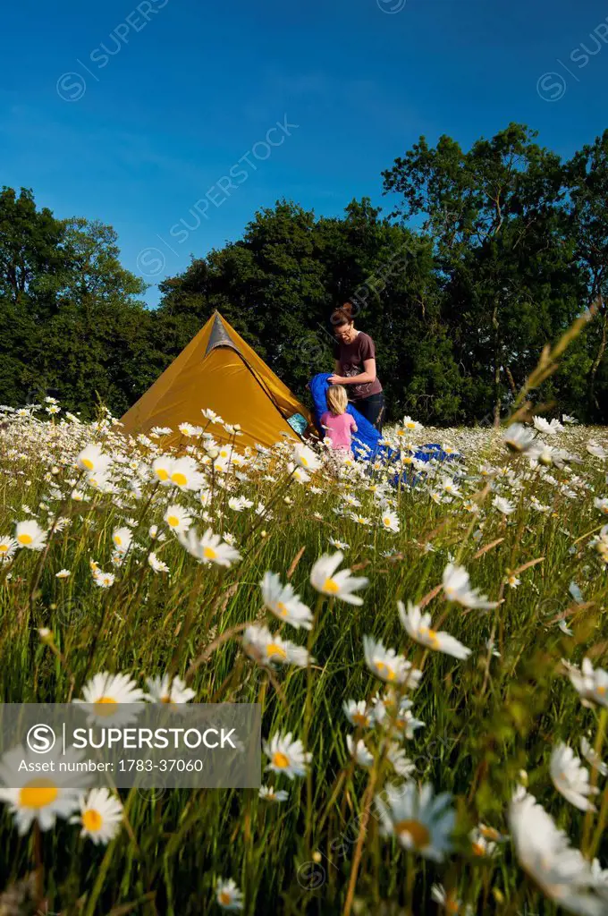 Woman And Girl Setting Up Tent In Field Of Ox-Eye Daisies, Isfield, East Sussex, Uk