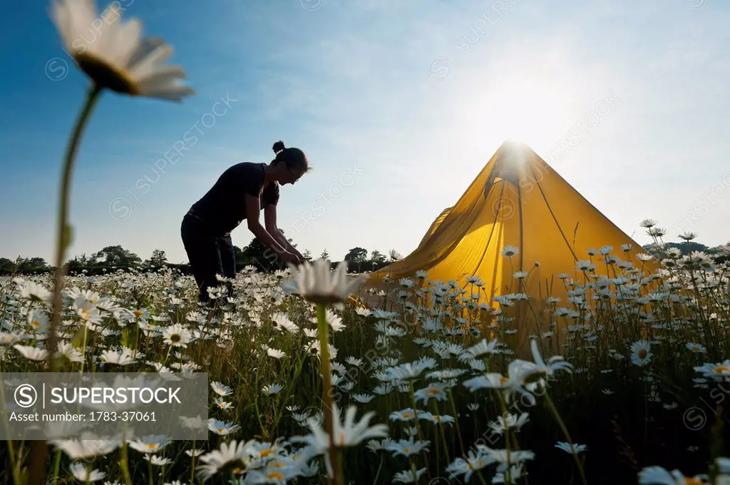 Woman Setting Up Tent In Field Of Ox-Eye Daisies, Isfield, East Sussex, Uk