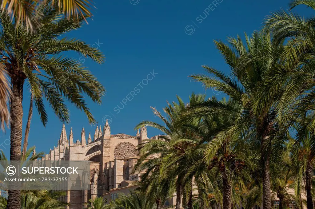 Palm trees in Parc de la Mar leading to Palma Cathedral; Palma, Majorca, Spain