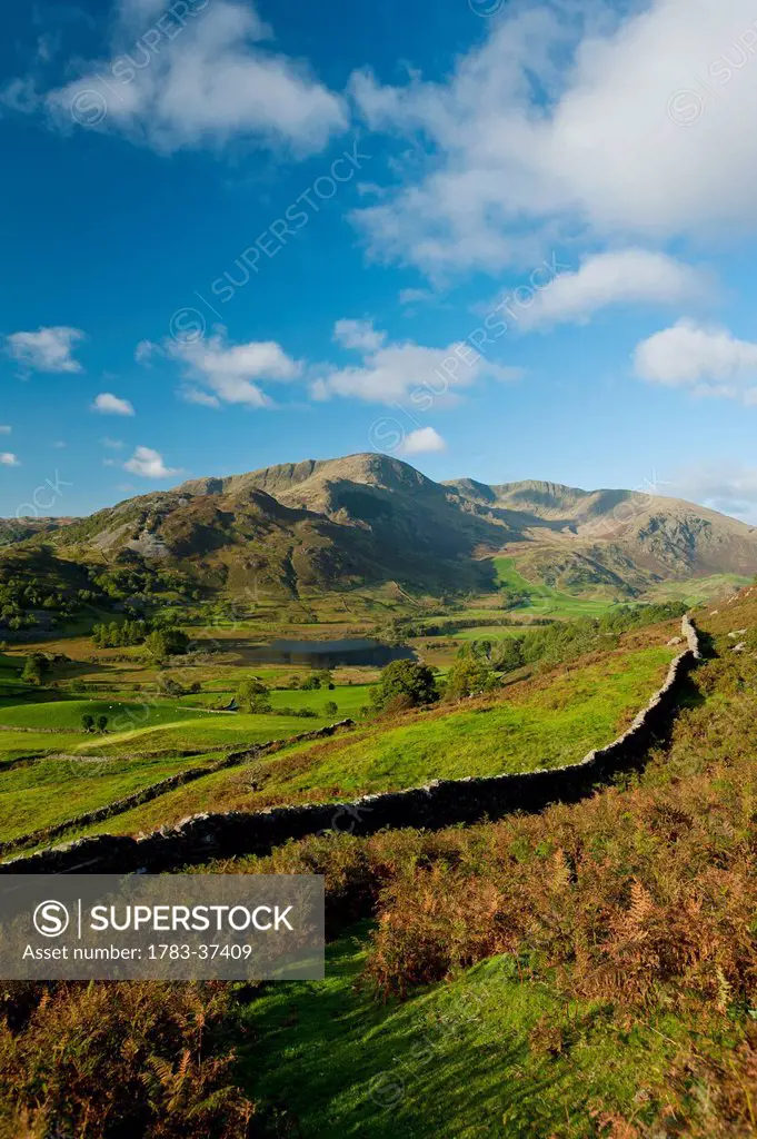 Flock of sheep on top of hill; Little Langdale, Lake District National Park, Cumbria, England