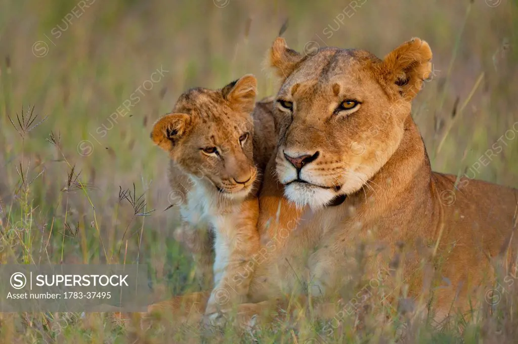 Lioness with cub at dusk in Ol Pejeta Conservancy; Laikipia Country, Kenya