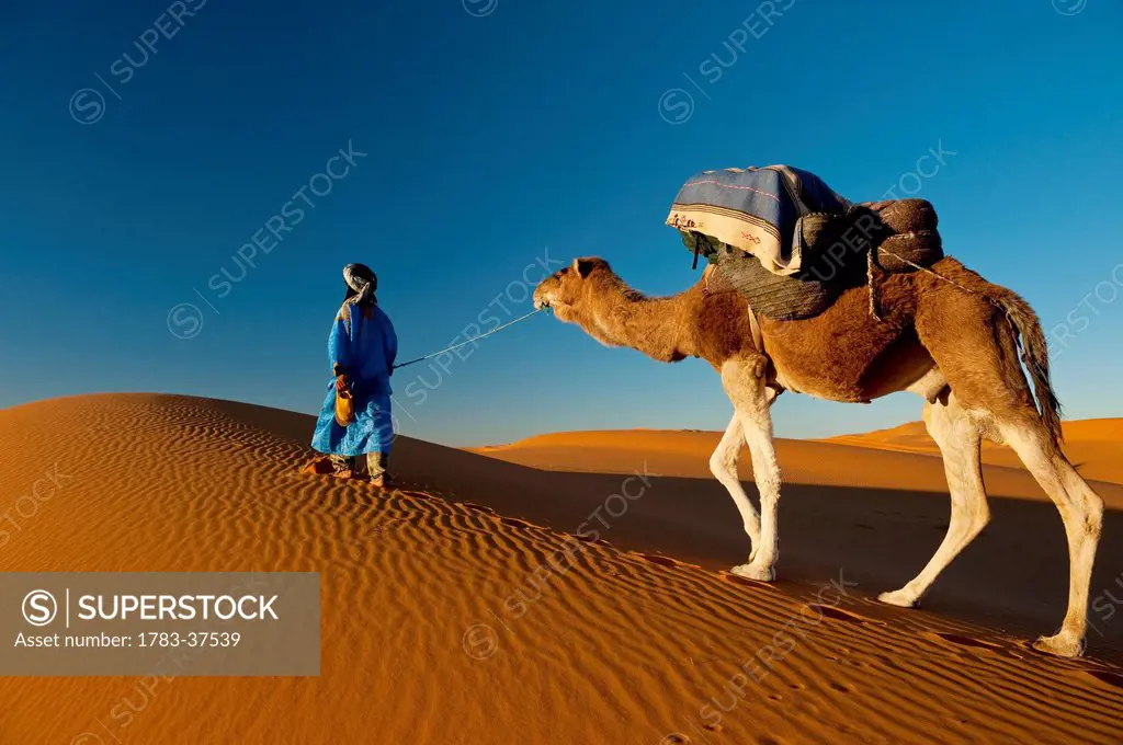 Berber leading camel across sand dune near Merzouga in Sahara Desert; Erg Chebbi, Morocco