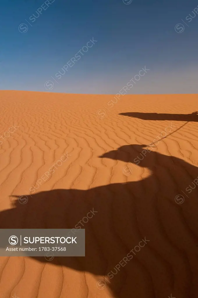 Shadow of Berber 'Blue man' leading camel across sand dunes, Erg Chebbi near Merzouga; Sahara Desert, Morocco