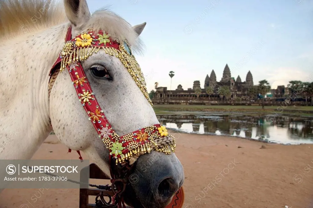 Horse profile with temple complex in background; Angkor Wat, Cambodia