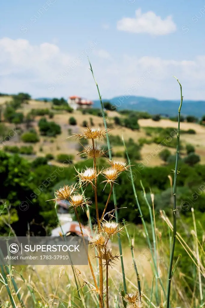 Idyllic landscape; Ierissos, Halkidiki, Greece