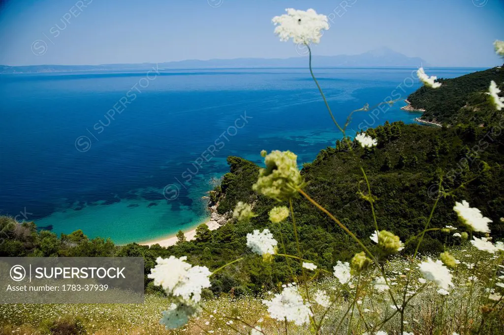 Idyllic coastal view with wildflowers in foreground; Sithonia, Halkidiki, Greece