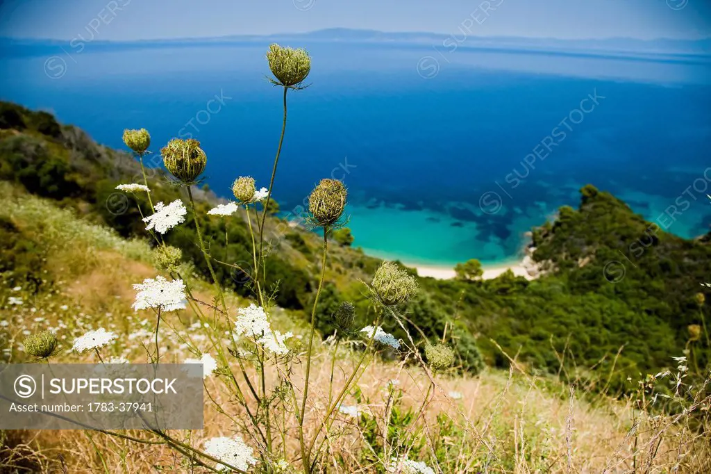 Idyllic coastal view with wildflowers in foreground; Sithonia, Halkidiki, Greece