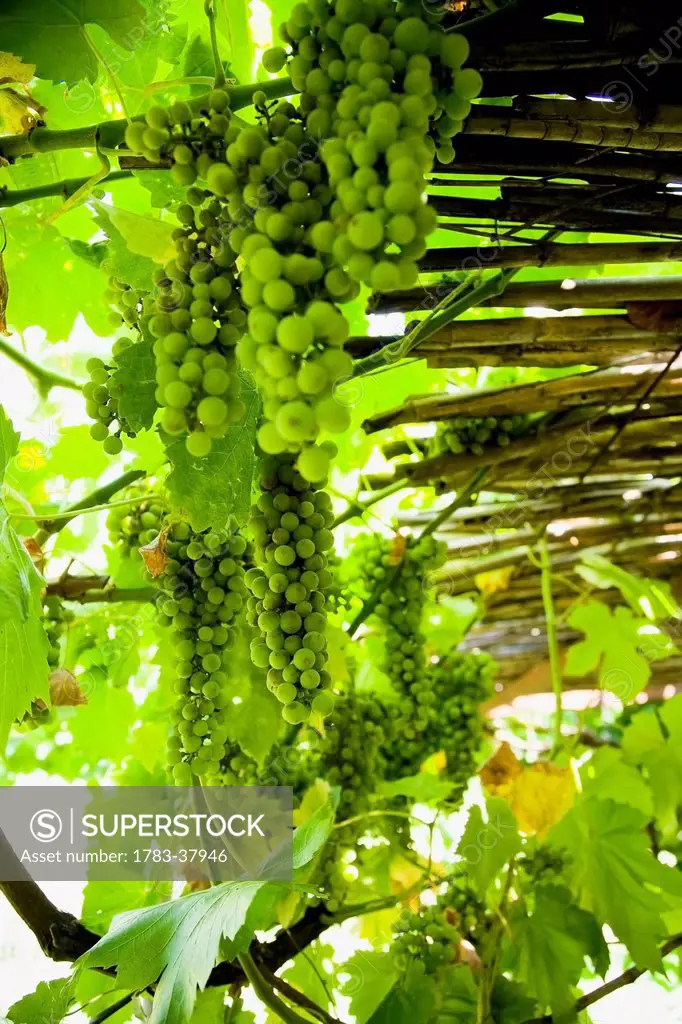Bunches of green grapes on vines; Sithonia, Halkidiki, Greece