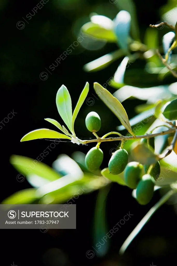 Green olives ripening in sunshine; Sithonia, Halkidiki, Greece
