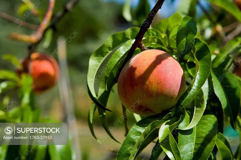 Peaches ripening in sunshine; Sithonia, Halkidiki, Greece