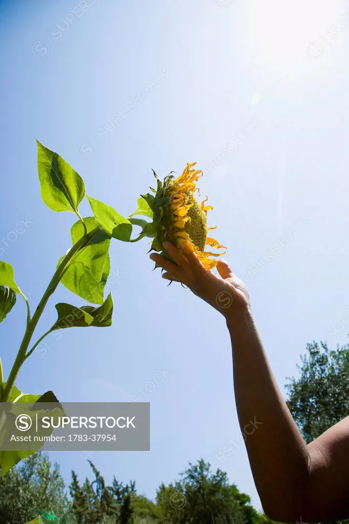Woman's hand touching sunflower head; Sithonia, Halkidiki, Greece