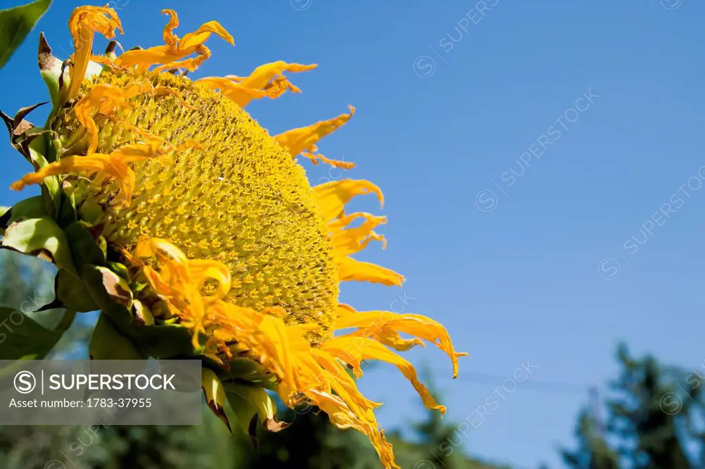 Sunflower head on blue background; Sithonia, Halkidiki, Greece