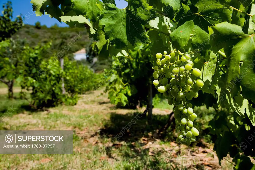Bunches of green grapes on vines in vineyard; Sithonia, Halkidiki, Greece