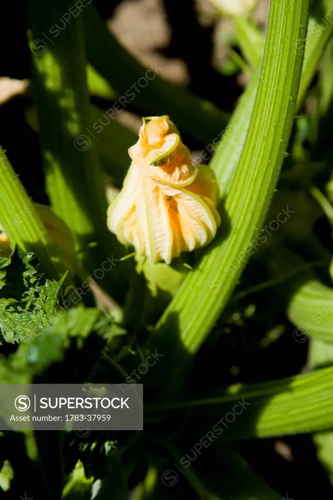 Courgette flower; Sithonia, Halkidiki, Greece