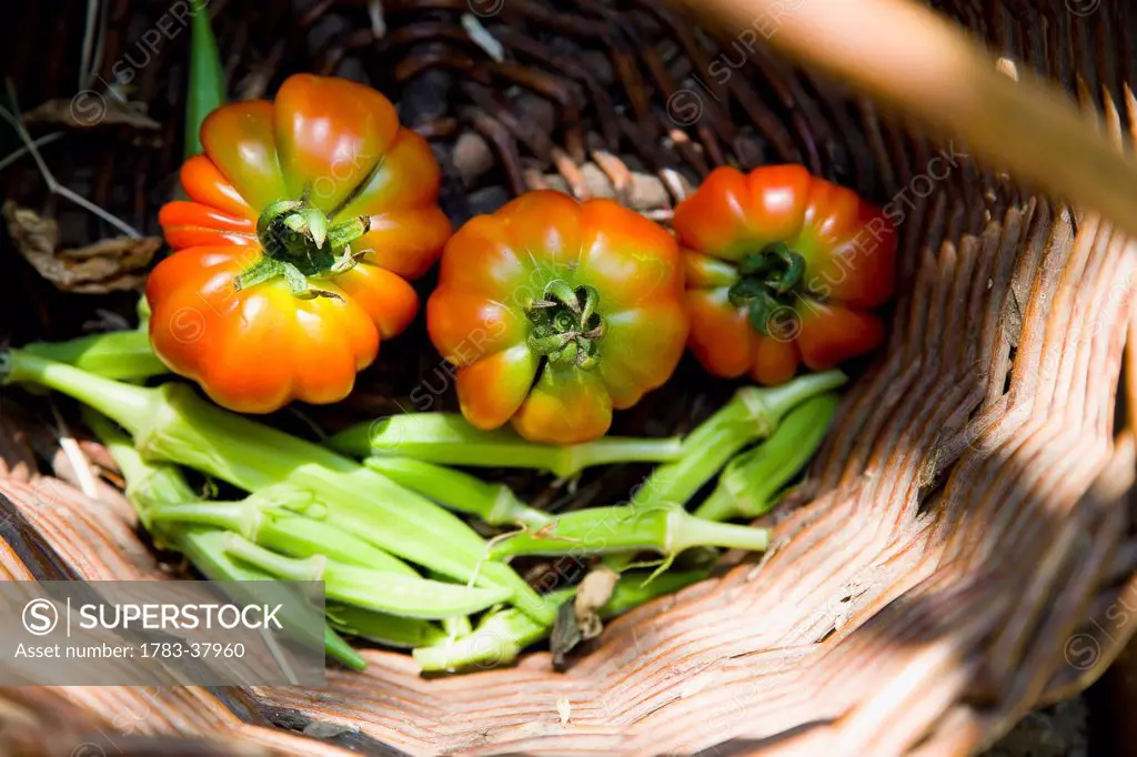 Freshly harvested sun ripened tomatoes and lady fingers; Sithonia, Halkidiki, Greece