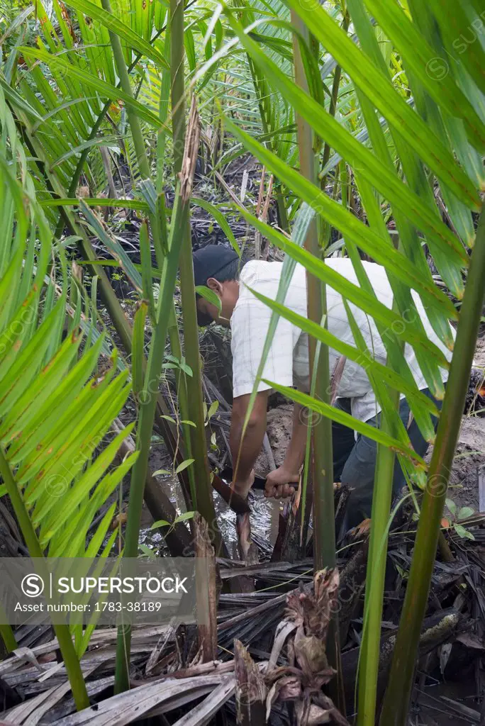 Farmer collecting juice from mangrove trees; Nag Yoke Kaung, Irrawaddyi Division, Myanmar (Burma)