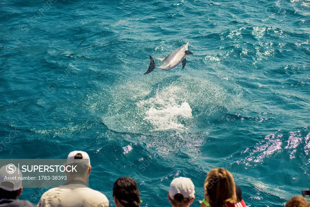 Tourists watching dolphins; Fernando de Noronha, Pernambuco, Brazil