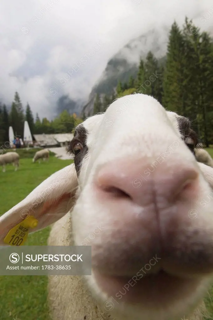 Alpine sheep; Gorenjska region, Julian Alps, Slovenia