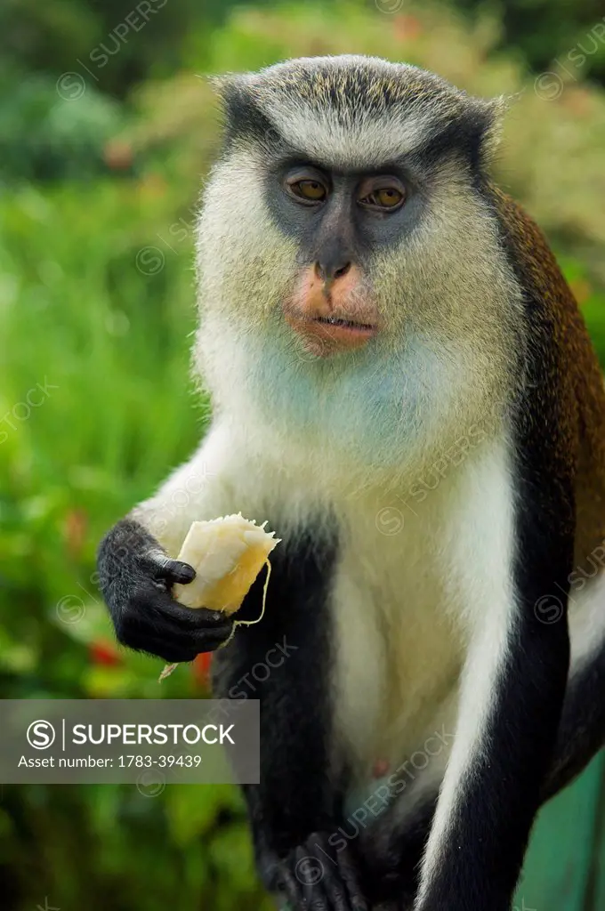 Mona Monkey at Grand Etang National Park; Grenada, Caribbean