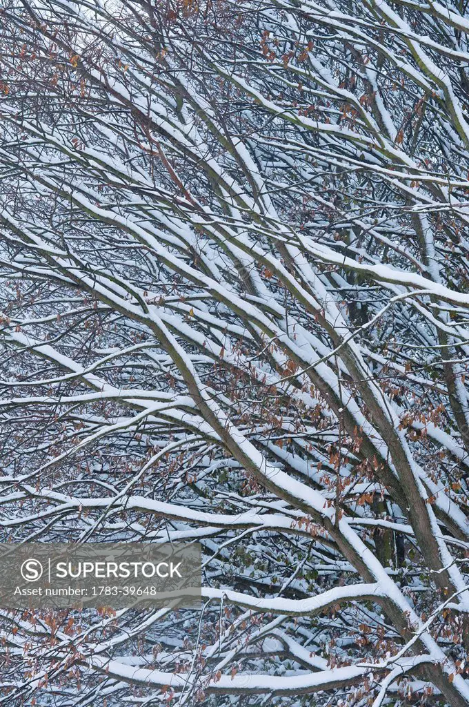 Detail Of Snow-Covered Beech Treelewes, East Sussex, Uk ©Ian Cumming /Axiom