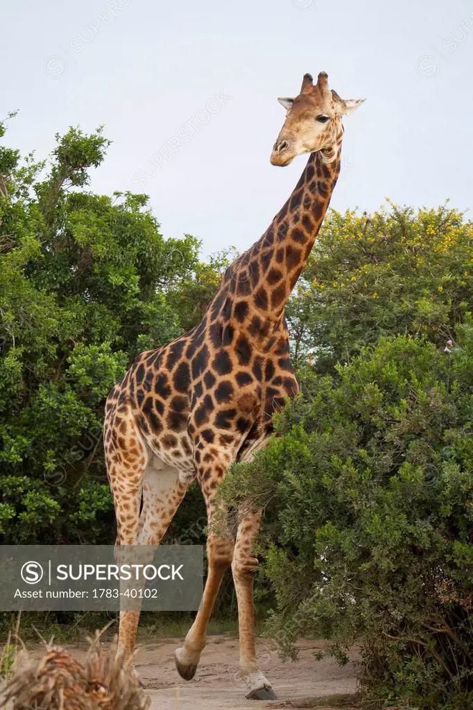 South Africa, Garden Route, Giraffe; Kariega Game Reserve