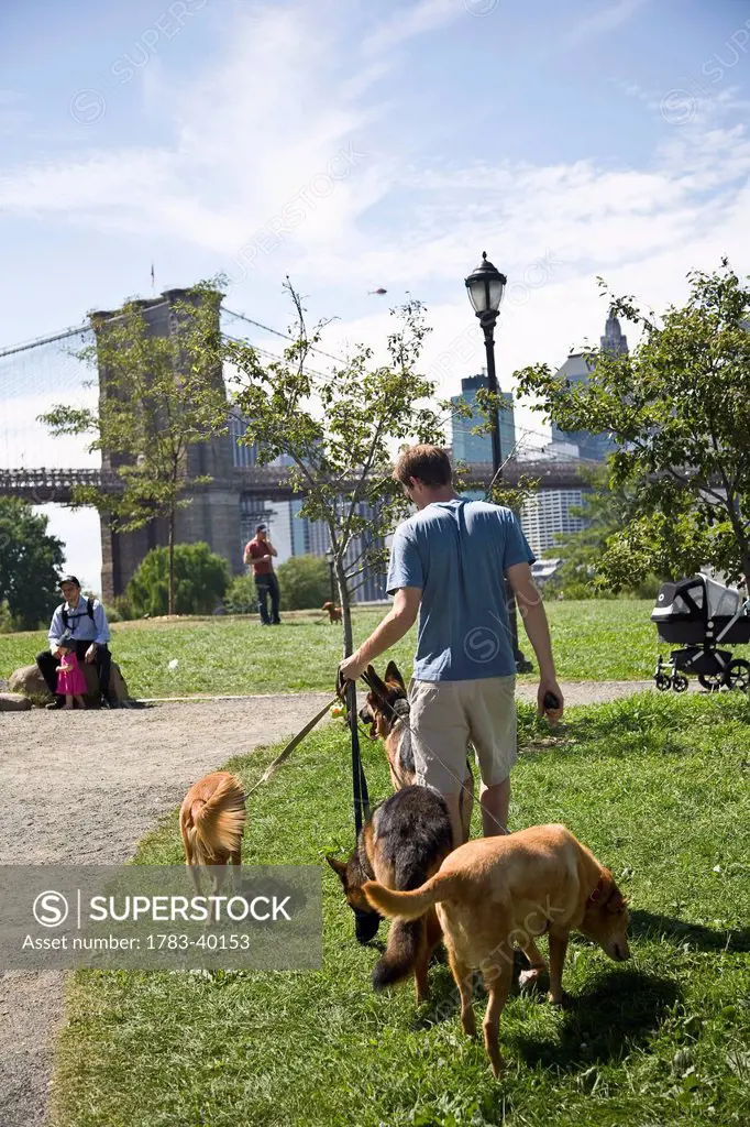 USA, New York State, New York City, Dogwalker in park; Brooklyn