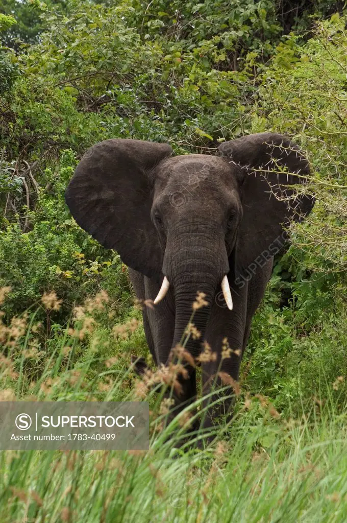 Young Elephant In Liwonde National Park, Malawi.