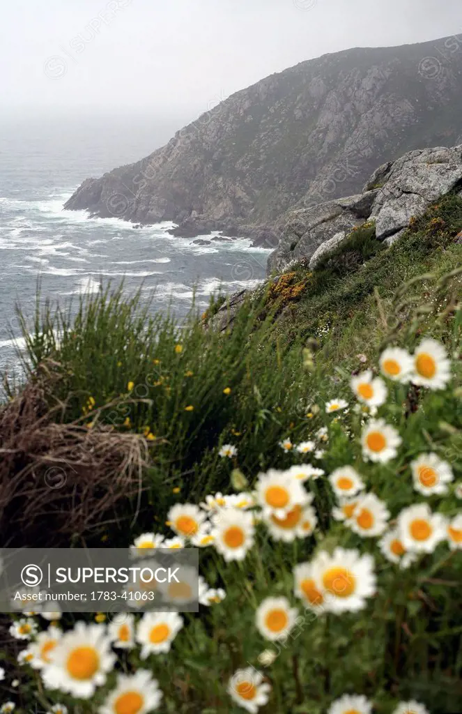 Spain, Galicia, Rias Altas, Landscape with wild flowers; Finisterre