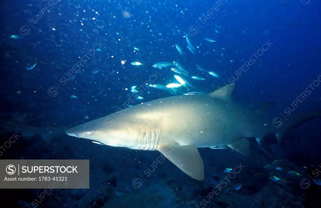 Close-up of shark