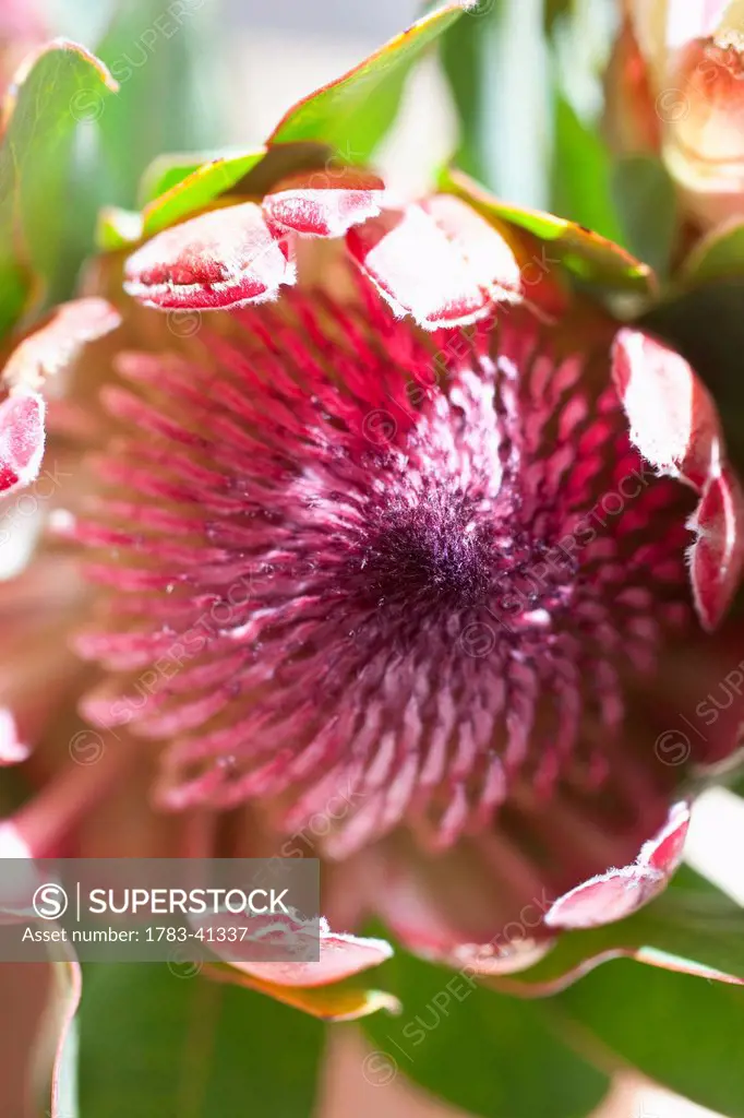 South Africa, Close-up of protea flower in bloom; Cape Town