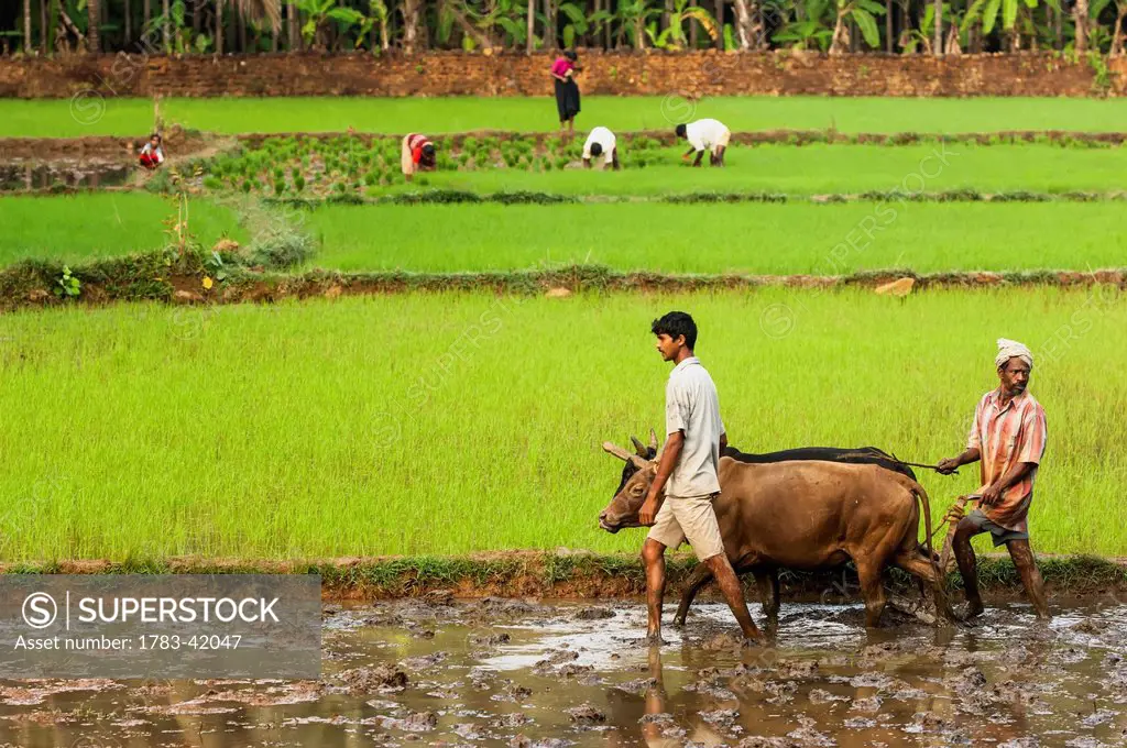 India, Karnataka, Workers ploughing with cattle in paddy fields; Gokarna