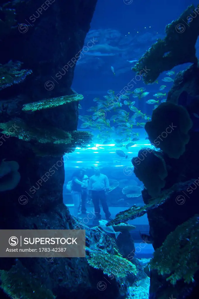 Picture of family made through aquarium, Dubai Mall Aquarium; Dubai, United Arab Emirates