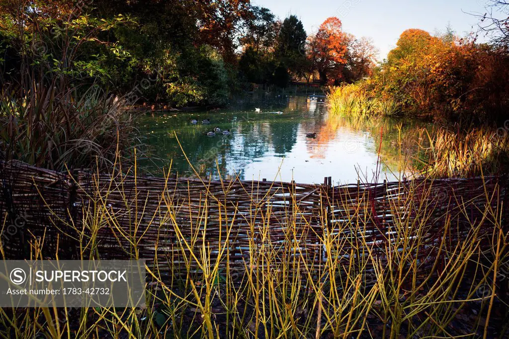 Pond in Greenwich park in autumn; Greenwich, London, England, UK