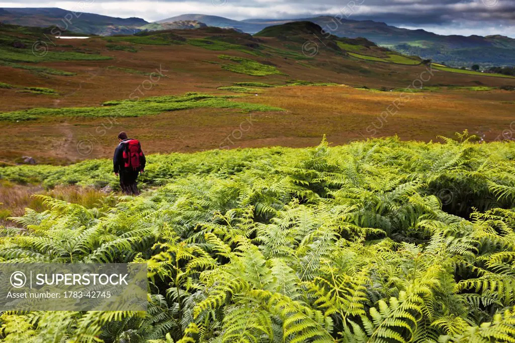 Hiker among bracken of Western Lake District; Cumbria, England, UK