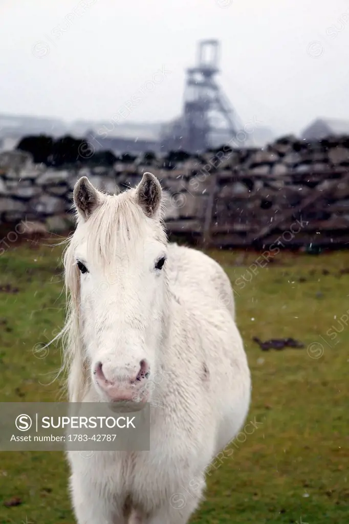 Pony in field with Geevor Tin Mine in background; Cornwall, England, UK