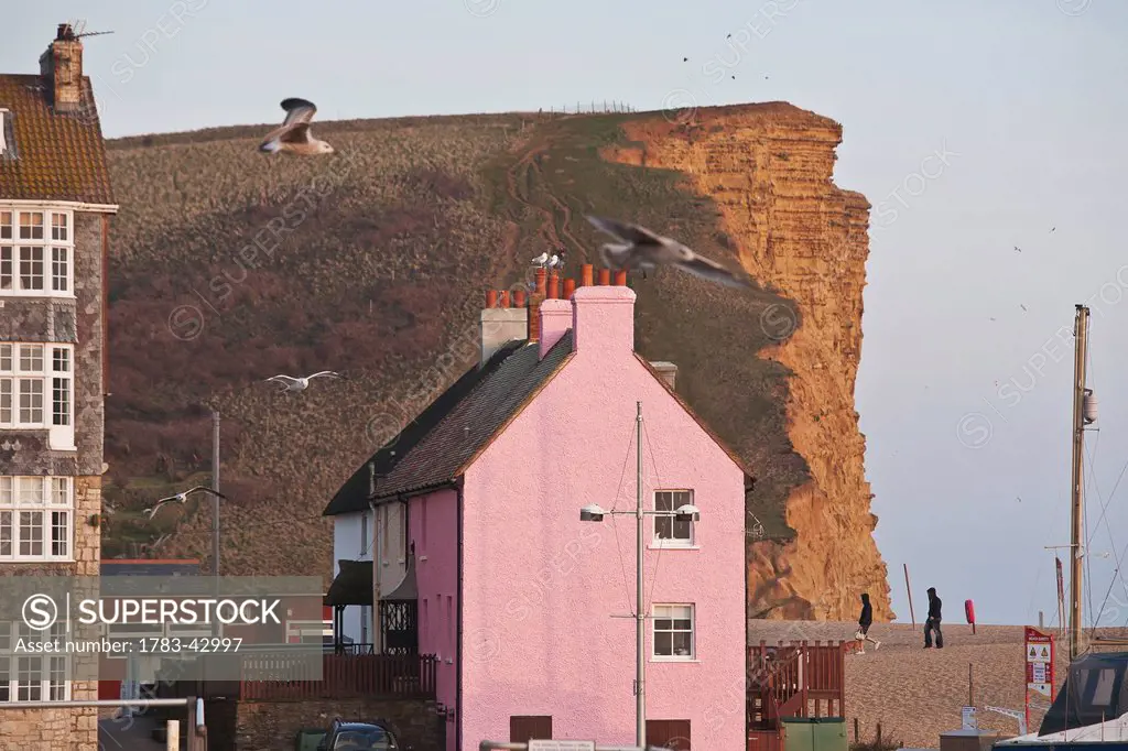 Seagull during flight with buildings and cliff in background; West Bay, East Cliff, Jurassic Coast, Dorset, England
