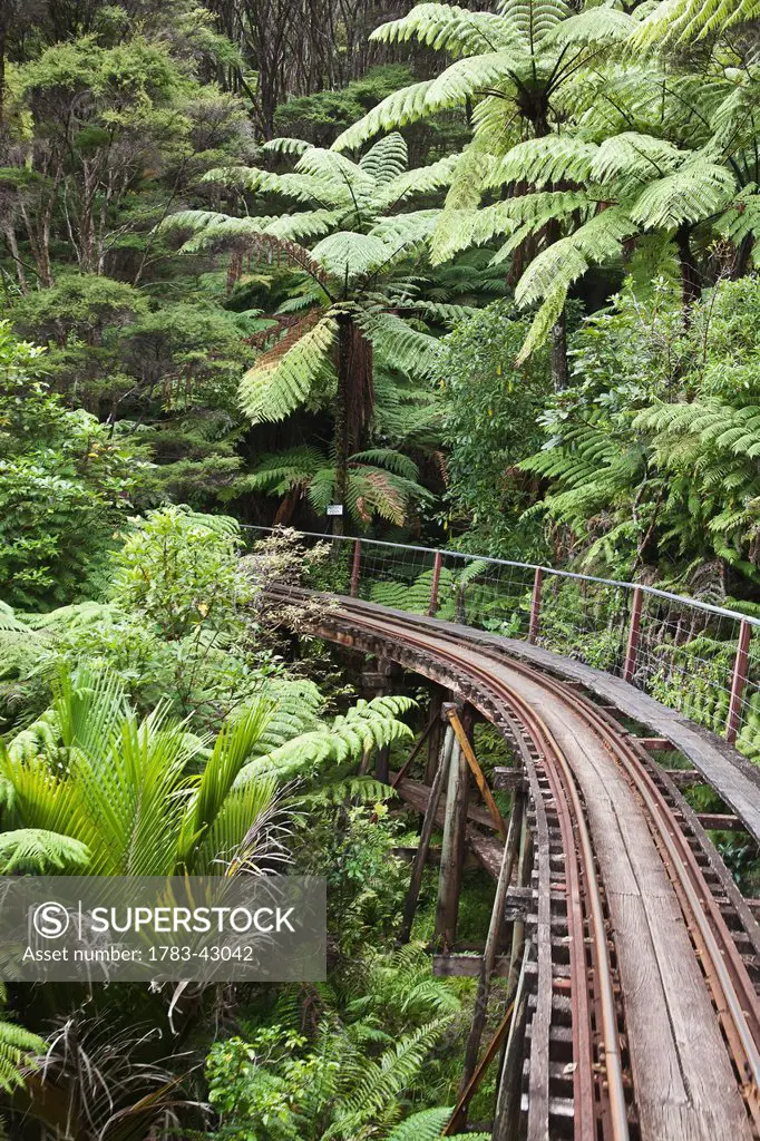 Narrow railroad track in forest; New Zealand